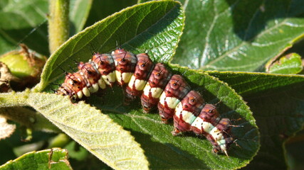 Gulf fritillary caterpillar on a passion flower leaf in Cotacachi, Ecuador