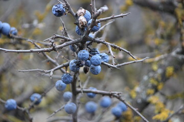 blackthorn berry 