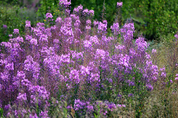 Obraz premium Purple flowers filling the frame of horizontal photo.