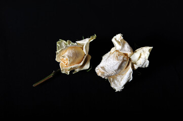 Two Faded Roses