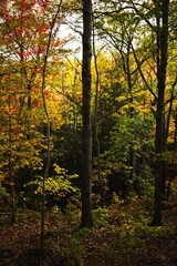 Eagle's Nest lookout and conservation area located in Bancroft, Ontario. Canadian forest during the autumn season.
