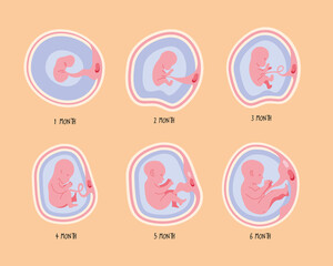 embryo development six phases