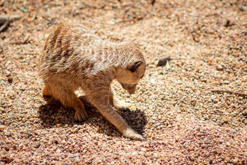 Fototapeta premium Meerkat digging for insects in the sand at the zoo