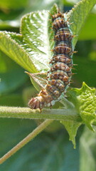 Gulf fritillary caterpillar on a passion flower leaf in Cotacachi, Ecuador