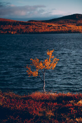 autumn landscape with tree