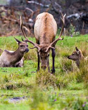 Elk Stock Photo and Image. Elk family one bull, one cow and a baby elk in the field with a blur forest background.