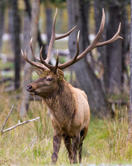 Elk Stock Photo and Image. Male bull close-up profile front view in the forest looking to the left and displaying big antlers in its environement and habitat surrounding.