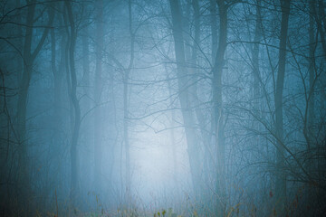 Foggy autumn forest. Mysterious scenery.