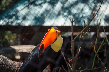 Toucan at the zoo in the summer