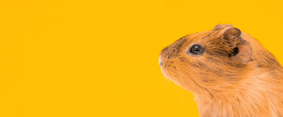 guinea pig beige-black colors on a yellow background banner copy space