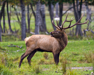 Elk Stock Photo and Image. Male animal in the forest in the mating hunting season and making a bulge call, displaying mouth open, antlers in its environment and habitat surrounding.