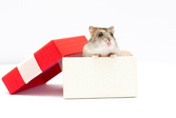 adorable hamster standing in the present bow gift