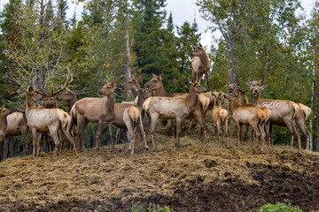 Naklejka na ściany i meble Elk Stock Photo and Image. Herd looking at the camera and feeding with a blur forest background in their envrionment and habitat surrounding.