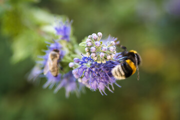 Hummel Biene