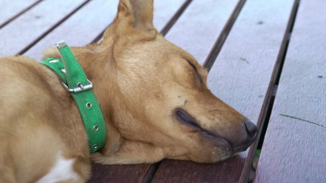 Close up of a light brown mixed breed dog panting and sleeping on wooden floor.