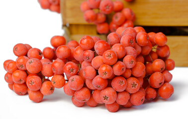 a sprig of mountain ash on a white background, a box in the background in focus, isolate