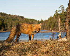Red Fox Photo Stock. Fox Image.  Close-up profile side view with water and forest background in the springtime  in its environment and habitat. Picture. Portrait.