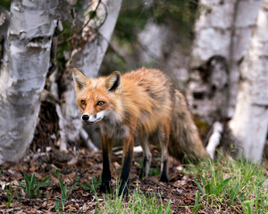 Naklejka na ściany i meble Red Fox Photo. Fox Image.close-up profile view in the springtime with birch trees background in its environment and habitat. Portrait. Photo.