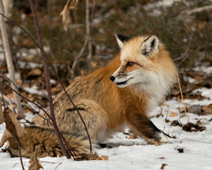 Red Fox Photo Stock. Unique fox close-up profile side view in the spring season in its environment and habitat with blur background. Fox Image. Picture. Portrait