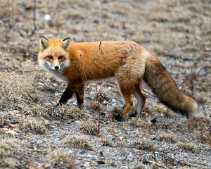Red Fox Photo Stock.  Close-up profile view side view in the spring season with blur background and enjoying its environment and habitat. Fox Image.