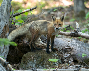Red Fox Photo. Fox Image.  Standing on moss rock in the forest with blur background and looking at camera in its environment and habitat Picture. Portrait.