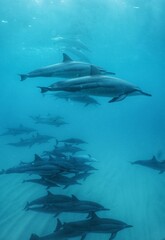 Wild Spinner Dolphins in Hawaii 