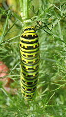 Fifth instar of an anise swallowtail butterfly caterpillar on fennel, in Cotacachi, Ecuador