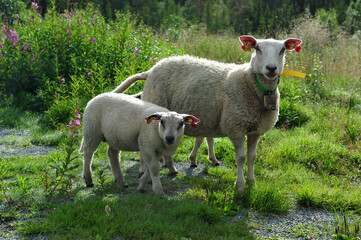 Naklejka na ściany i meble Sheep with lamb on a summer day.
