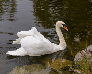 Swan Mute Stock Photo and Image. Swan Mute bird swimming with spread white wings with water background in its environment and habitat surrounding. Portrait. Picture.