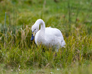 Swan Stock Photo and Image. Tundra Swan close-up profile view standing on long grass and displaying white angel plumage in its environment and habitat surrounding with a blur green background..