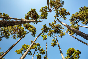 Alberi che sfiorano il cielo.Un paesaggio di natura e colori