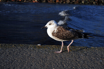 Brown and White Seagull