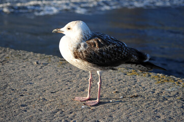 Young Seagull