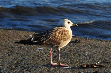 Closeup of seagull on a beach with waves in the background.