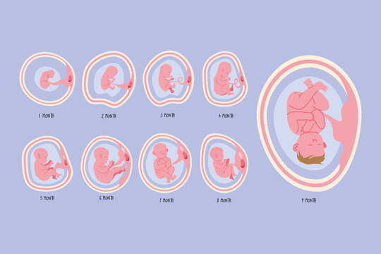 stages of baby in the womb