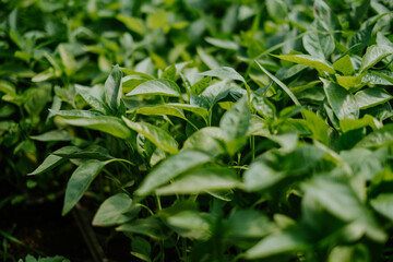 grass with dew drops