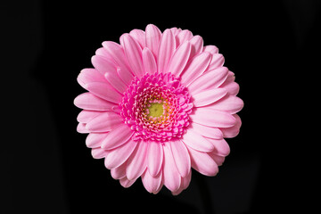 Pink gerbera on a black background. Flower without stem - flat lay