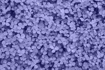Very Peri Color of the year 2022. Violet. Patch of clover provides a background for St. Patrick s Day images. Clover field