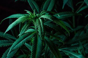 Naklejka na ściany i meble Mature marijuana plant with bud and leaves. Marijuana plant texture on an indoor cannabis farm.The concept of Indoor grow marijuana. marijuana for recreational purposes.