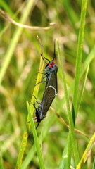 Breeding moths on a blade of grass in Cotacachi, Ecuador
