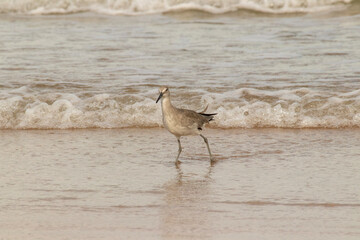 Willet wading in the surf on a Florida beach. 