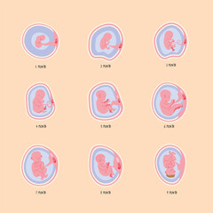 nine embryo development phases