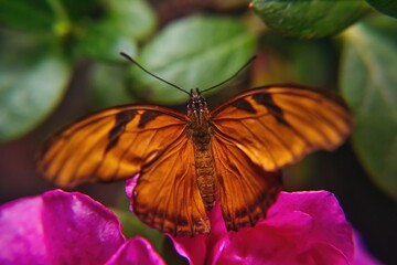 butterfly on flower