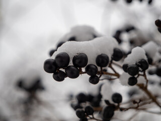 black berries covered with snow