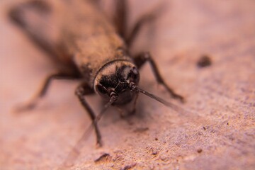 macro of a cricket
