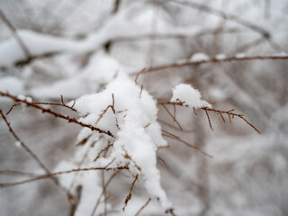 Dried grass in the snow close-up.