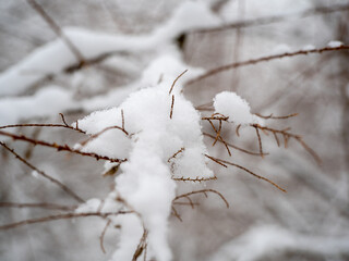 Dried grass in the snow close-up.