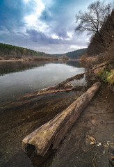 Naklejka premium trunk of a dead tree in the river