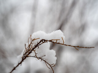 Dried grass in the snow close-up.
