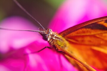 butterfly on pink flower